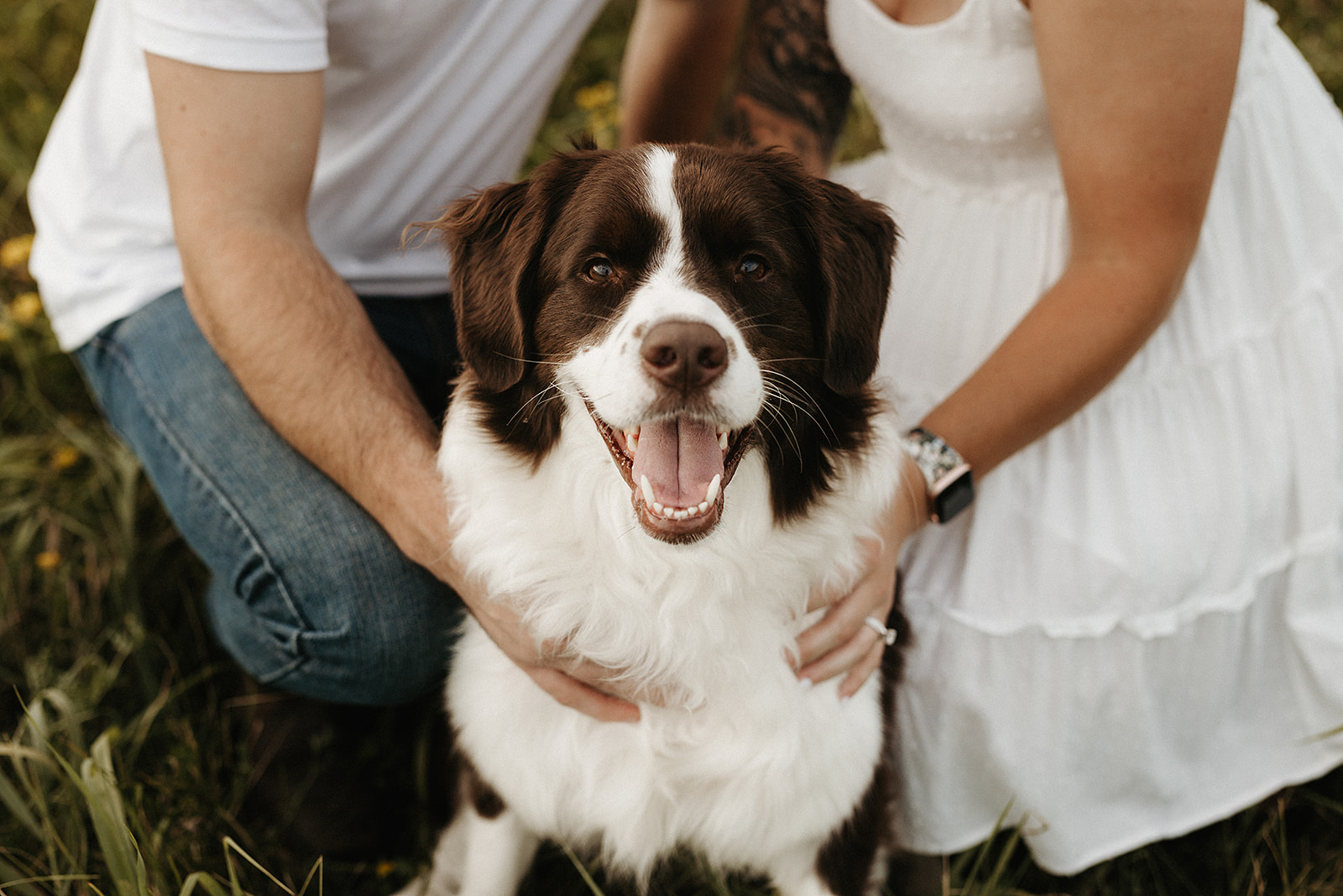 engagement photo ideas: a dog at engagement photos