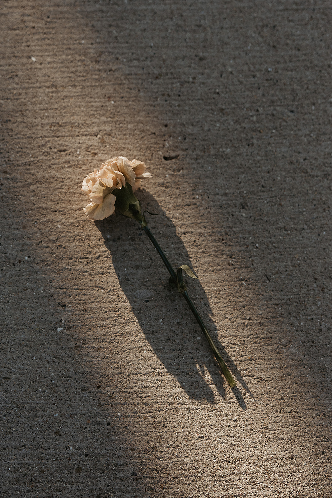 A wedding flower on the ground with light hitting it, to show off why photography costs how much does wedding photography cost