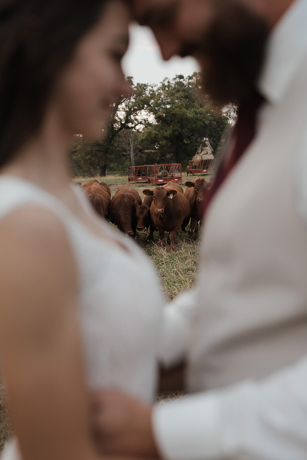 Bride and groom sharing a close moment during farm wedding portraits while a herd of cattle gathers in the background at their Lancaster Wisconsin family farm