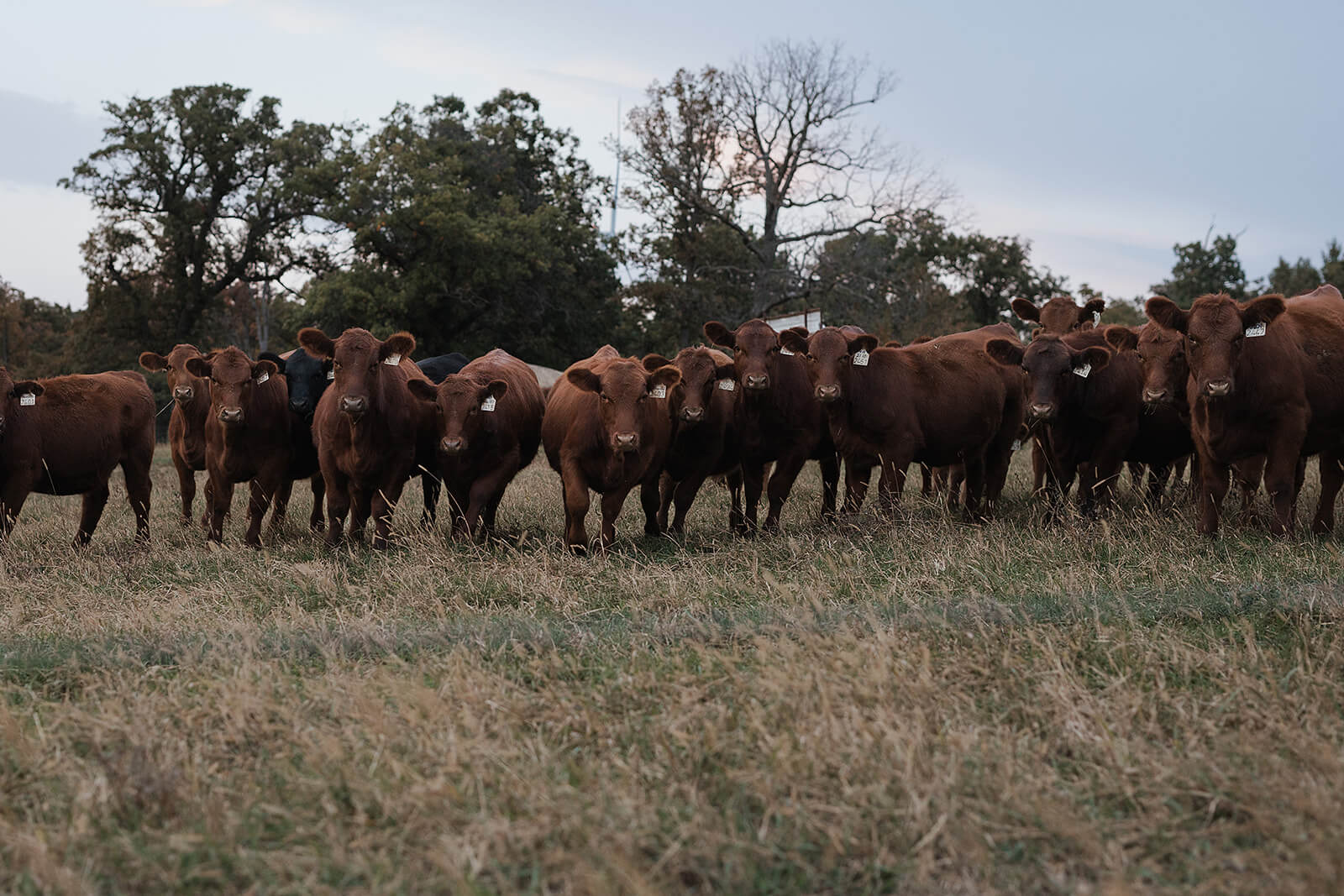 Herd of red cattle standing in a dry grass field on the family farm during a Lancaster Wisconsin farmhouse wedding