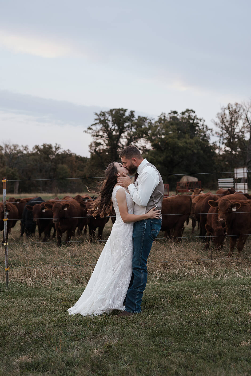Bride and groom kissing in a field with cattle grazing along the fence line at a Lancaster Wisconsin farm wedding